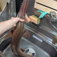 ノコギリザメ