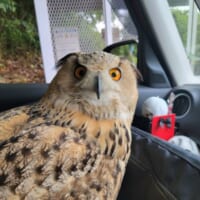 フクロウだって病院が苦手なんです　行き先が分かった時のびっくり顔がかわいい