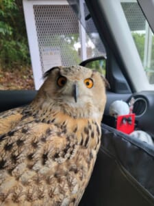 フクロウだって病院が苦手なんです　行き先が分かった時のびっくり顔がかわいい