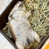 全てがどうでも良くなったプレーリードッグ！へそ天で転がる姿が無防備可愛い