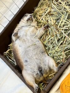 全てがどうでも良くなったプレーリードッグ！へそ天で転がる姿が無防備可愛い
