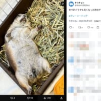 暑すぎたせい？