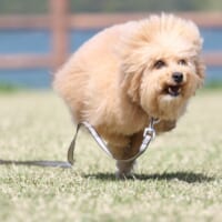 「犬型台風」発生？ 芝生を駆けるワンコの“奇跡の一枚”が話題に