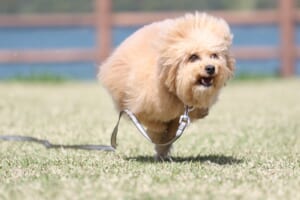 「犬型台風」発生？ 芝生を駆けるワンコの“奇跡の一枚”が話題に