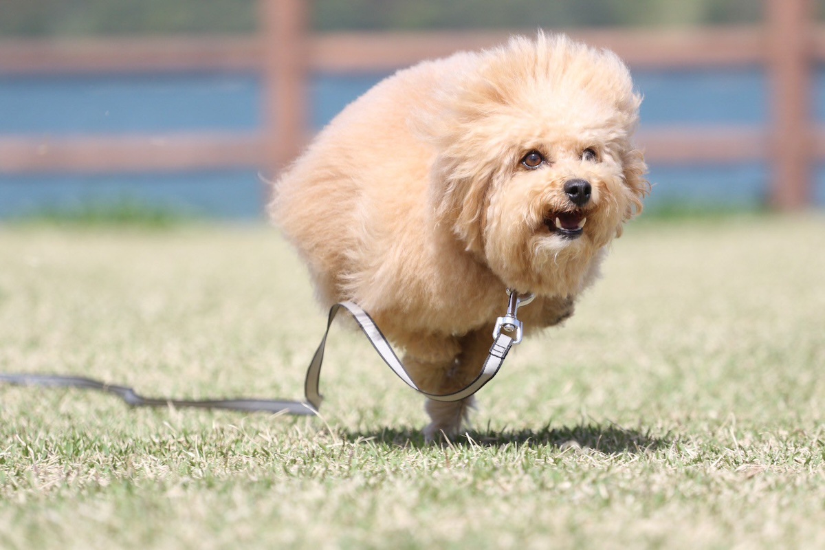 「犬型台風」発生？ 芝生を駆けるワンコの“奇跡の一枚”が話題に