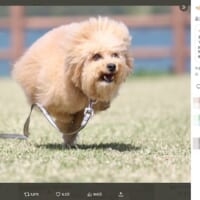 犬型台風