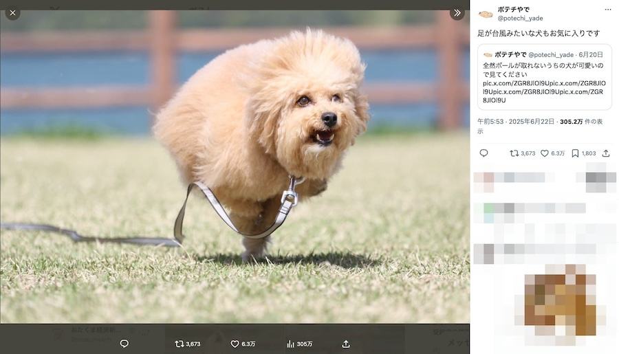 犬型台風