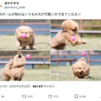 ボールキャッチに奮闘するポテチくん