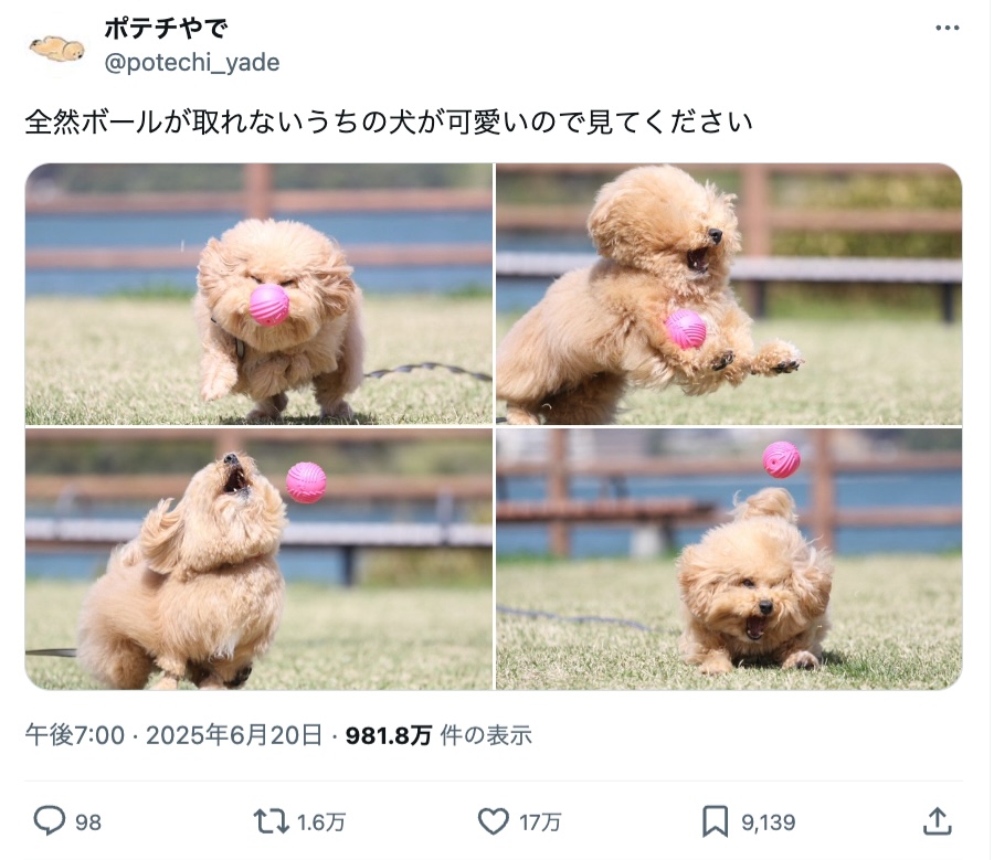 ボールキャッチに奮闘するポテチくん