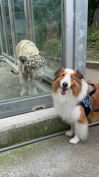 猛獣vsシェルティ？ ガラス越しの駆け引きにクスッとする人続出