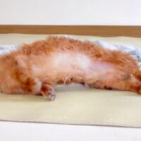 おいしそうなトンカツ……と思いきや　ワンコのお腹に食欲をそそられる方続出