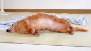 おいしそうなトンカツ……と思いきや　ワンコのお腹に食欲をそそられる方続出