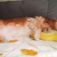 当時のじろくんのようす