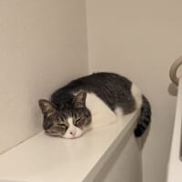 ツチノコは一般家庭に生息していた！？熟睡する猫ちゃんが“そっくり”と話題