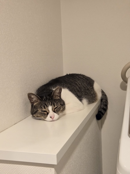 ツチノコは一般家庭に生息していた！？熟睡する猫ちゃんが“そっくり”と話題