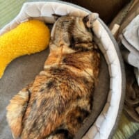 爪を一本切っただけなのに……ベッドに顔を埋めて全力でふさぎ込む猫ちゃん