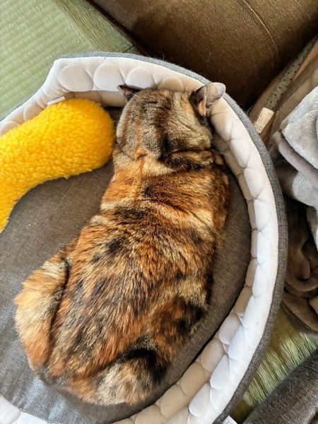 爪を一本切っただけなのに……ベッドに顔を埋めて全力でふさぎ込む猫ちゃん