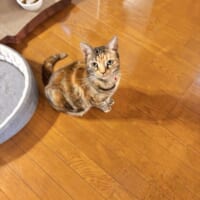普段の茶子さん