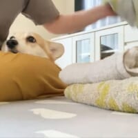 あんずちゃんにとって至福の時間なのでしょう