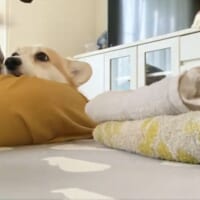 「これ何の時間？」洗濯物が畳まれるのをひたすら見続けるワンコ