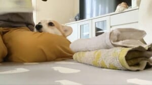 「これ何の時間？」洗濯物が畳まれるのをひたすら見続けるワンコ