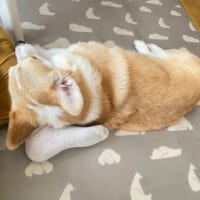 飼い主さんの足の上で寝るあんずちゃん