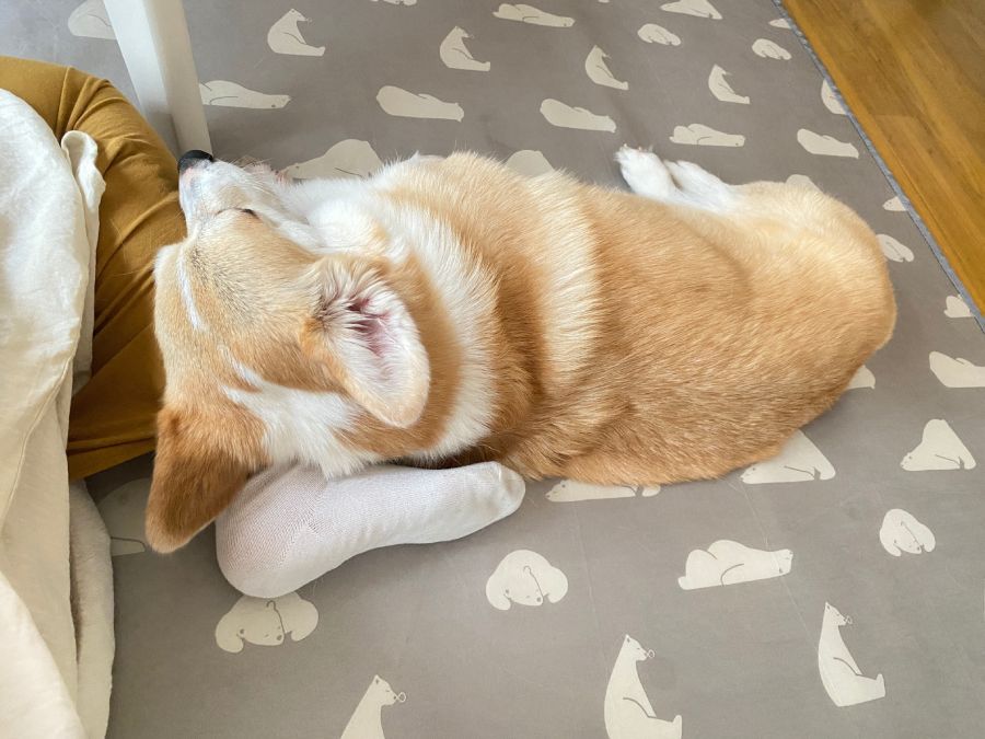 飼い主さんの足の上で寝るあんずちゃん