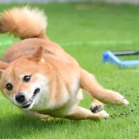 豆柴“本気”のコーナリングに2万いいね　レーサー顔負けの見事な攻め方！