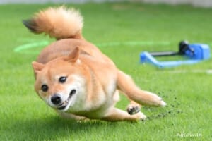 豆柴“本気”のコーナリングに2万いいね　レーサー顔負けの見事な攻め方！