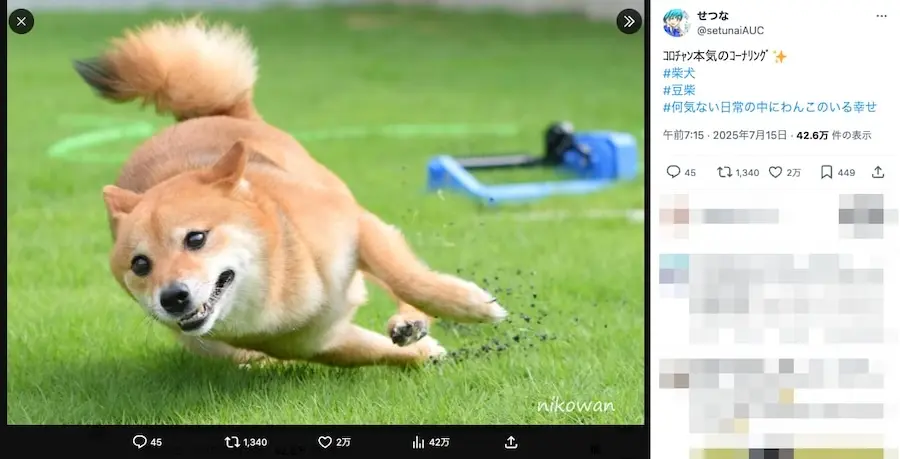 豆柴“本気”のコーナリングに2万いいね レーサー顔負けの見事な攻め方