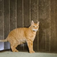 立ってる……いや、寝てる！？まるで騙し絵のような猫の姿にSNS騒然