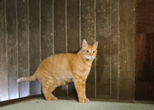 立ってる……いや、寝てる！？まるで騙し絵のような猫の姿にSNS騒然