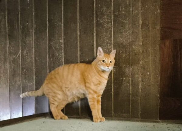 立ってる……いや、寝てる！？まるで騙し絵のような猫の姿にSNS騒然
