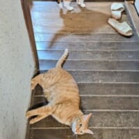 実は床に寝そべっていただけ