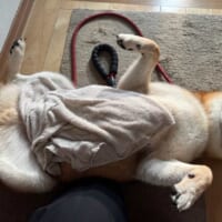 散歩終わりは玄関でヘソ天　柴犬の「足を拭いてもらう態度」に爆笑