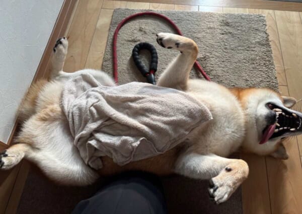 散歩終わりは玄関でヘソ天　柴犬の「足を拭いてもらう態度」に爆笑