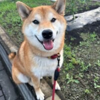 普段の岳くん