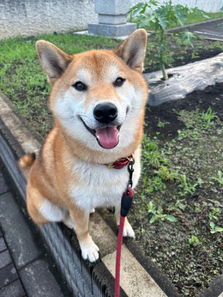 普段の岳くん
