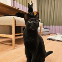縦に3匹並んだ黒猫ちゃん　偶然を捉えた一枚が「芸術点高め」