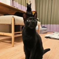 縦に3匹並んだ黒猫ちゃん　偶然を捉えた一枚が「芸術点高め」