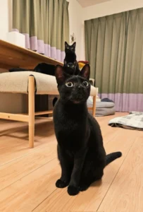 縦に3匹並んだ黒猫ちゃん　偶然を捉えた一枚が「芸術点高め」