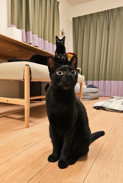 縦に3匹並んだ黒猫ちゃん　偶然を捉えた一枚が「芸術点高め」