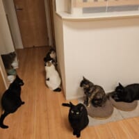 7匹の猫ちゃんたち