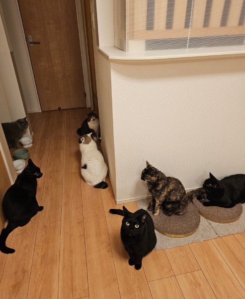 7匹の猫ちゃんたち