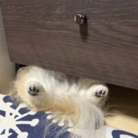 仰向けで棚の下に!? ポメチワの「すき間寝」が無防備かわいい