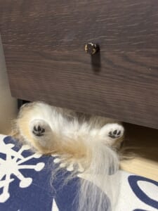 仰向けで棚の下に！？　ポメチワの「すき間寝」が無防備かわいい