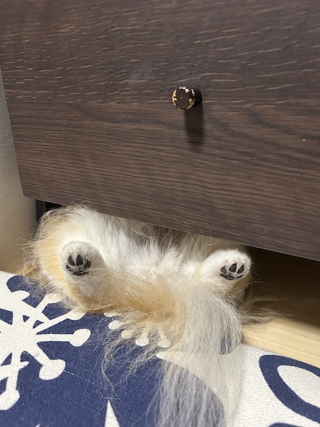 仰向けで棚の下に！？　ポメチワの「すき間寝」が無防備かわいい