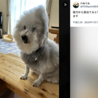 風を浴びて毛が逆立ち、「平たい顔族」になるトイプードルのココちゃん