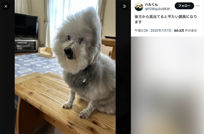 風を浴びて毛が逆立ち、「平たい顔族」になるトイプードルのココちゃん