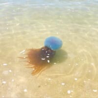 熊本県天草の海にホイミスライム出現!?目撃情報にSNS騒然